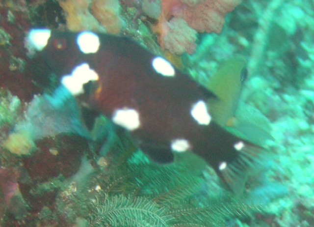 Bodianus axillaris JUV 00482.JPG